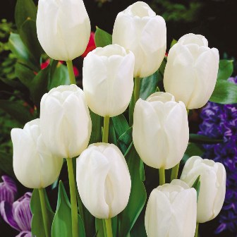 Лале White dream